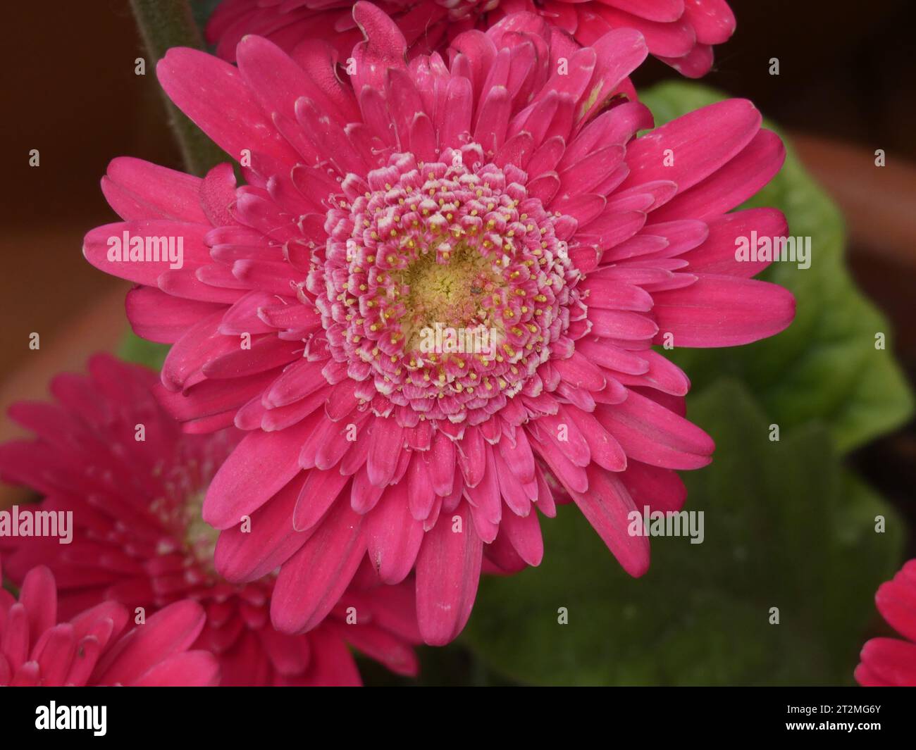 Gerbera Stockfoto