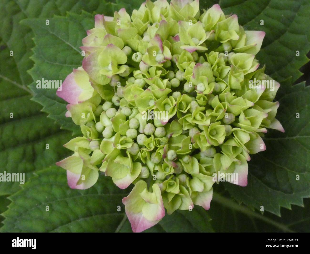 Hortensie Stockfoto