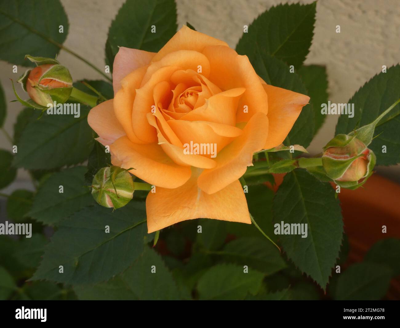 Boccioli di rosa Stockfoto