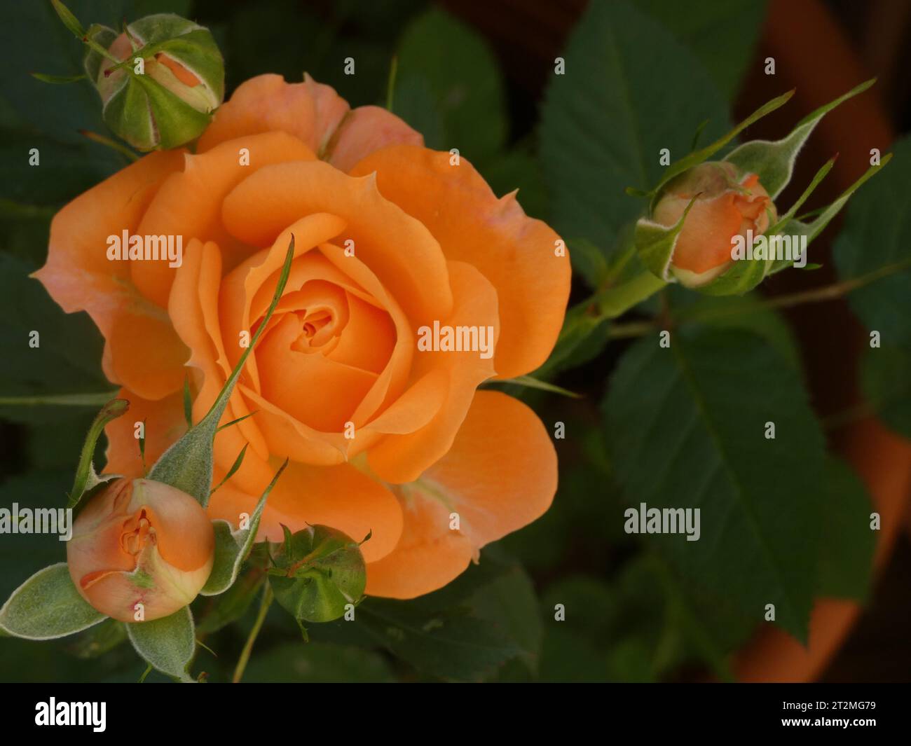 Boccioli di rosa Stockfoto