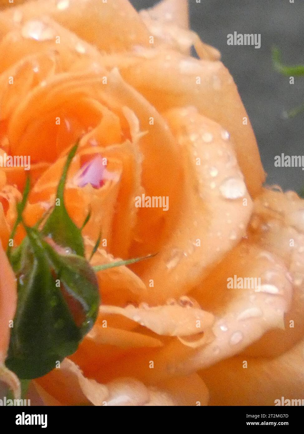 Rosa Stockfoto