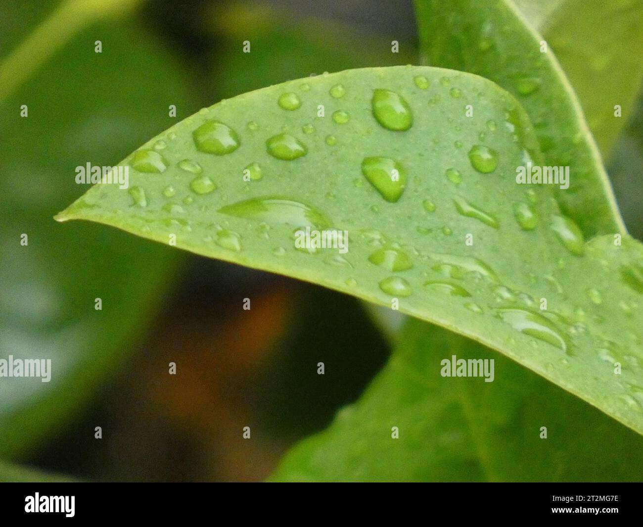 Rugiada su foglie Stockfoto