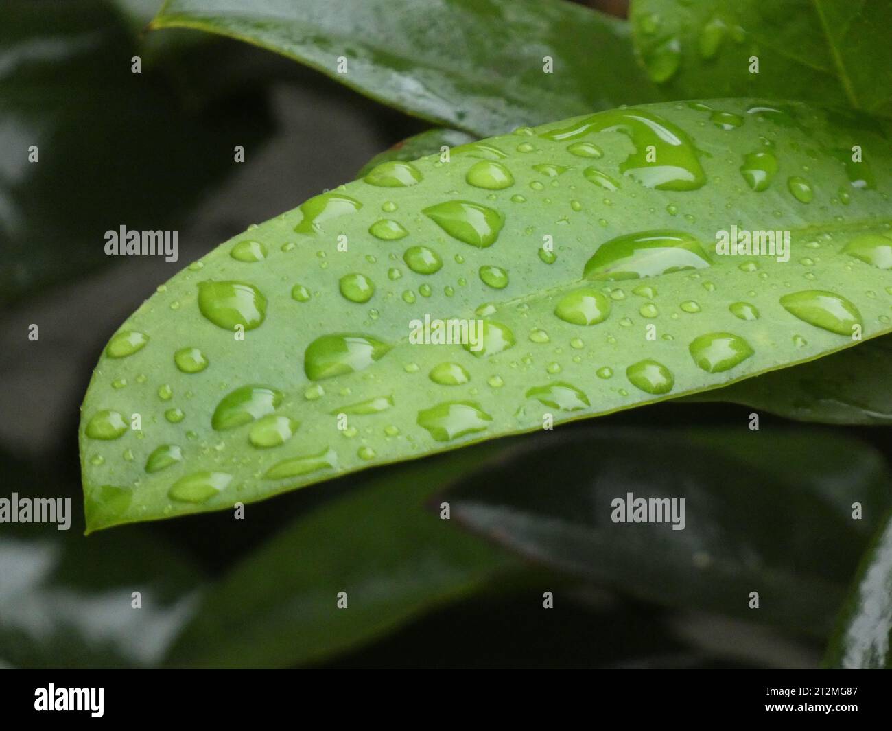 Rugiada su foglie Stockfoto