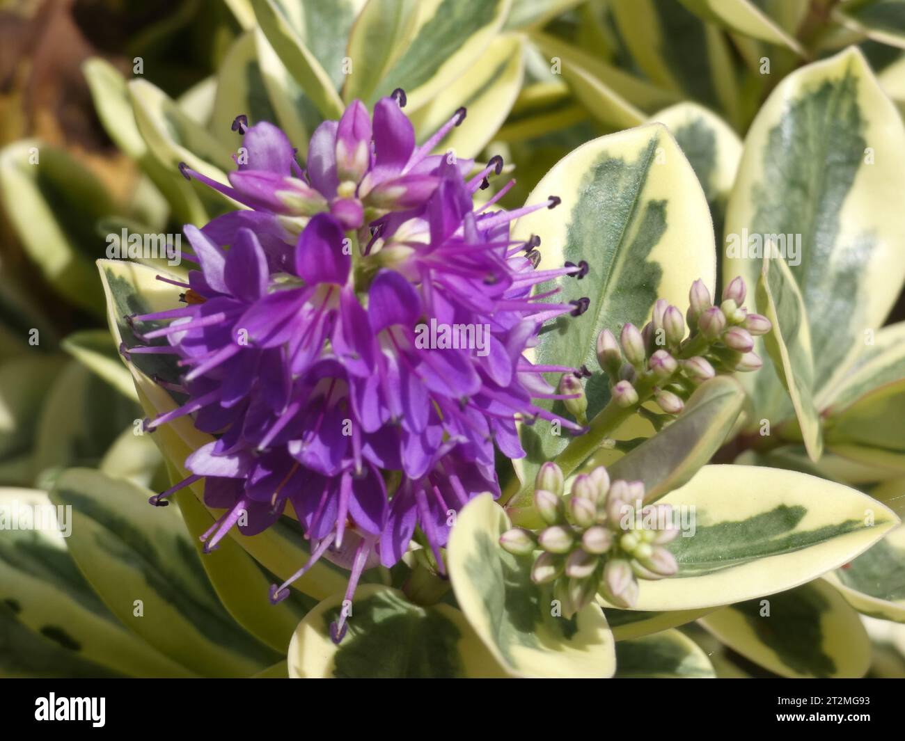 Hebe Andersonii Stockfoto