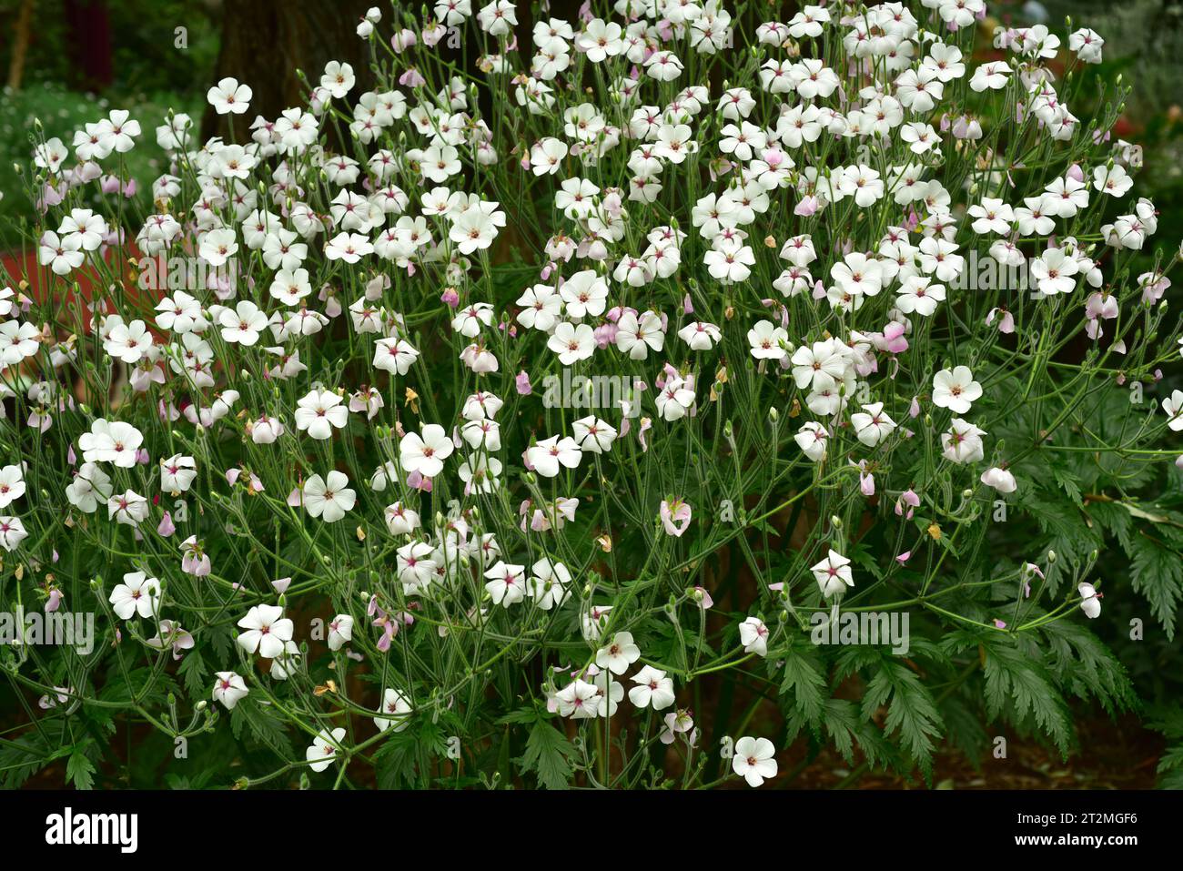 Madeira Cranesbill (Geranium maderense) ist ein ganzjähriges Kraut, das auf der Insel Madeira endemisch ist. Stockfoto