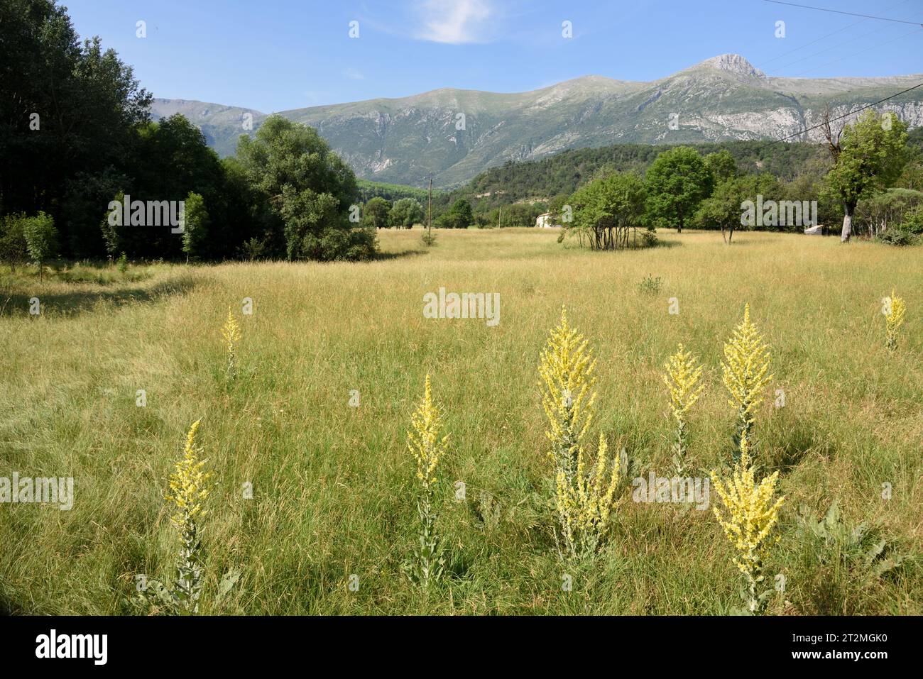 Jakobsmuschelblättriger Mullein, Wavyleaf Mullein, Verbascum sinuatum, auch bekannt als Candela Regia, wächst im Hay Field in Landscape Setting Stockfoto