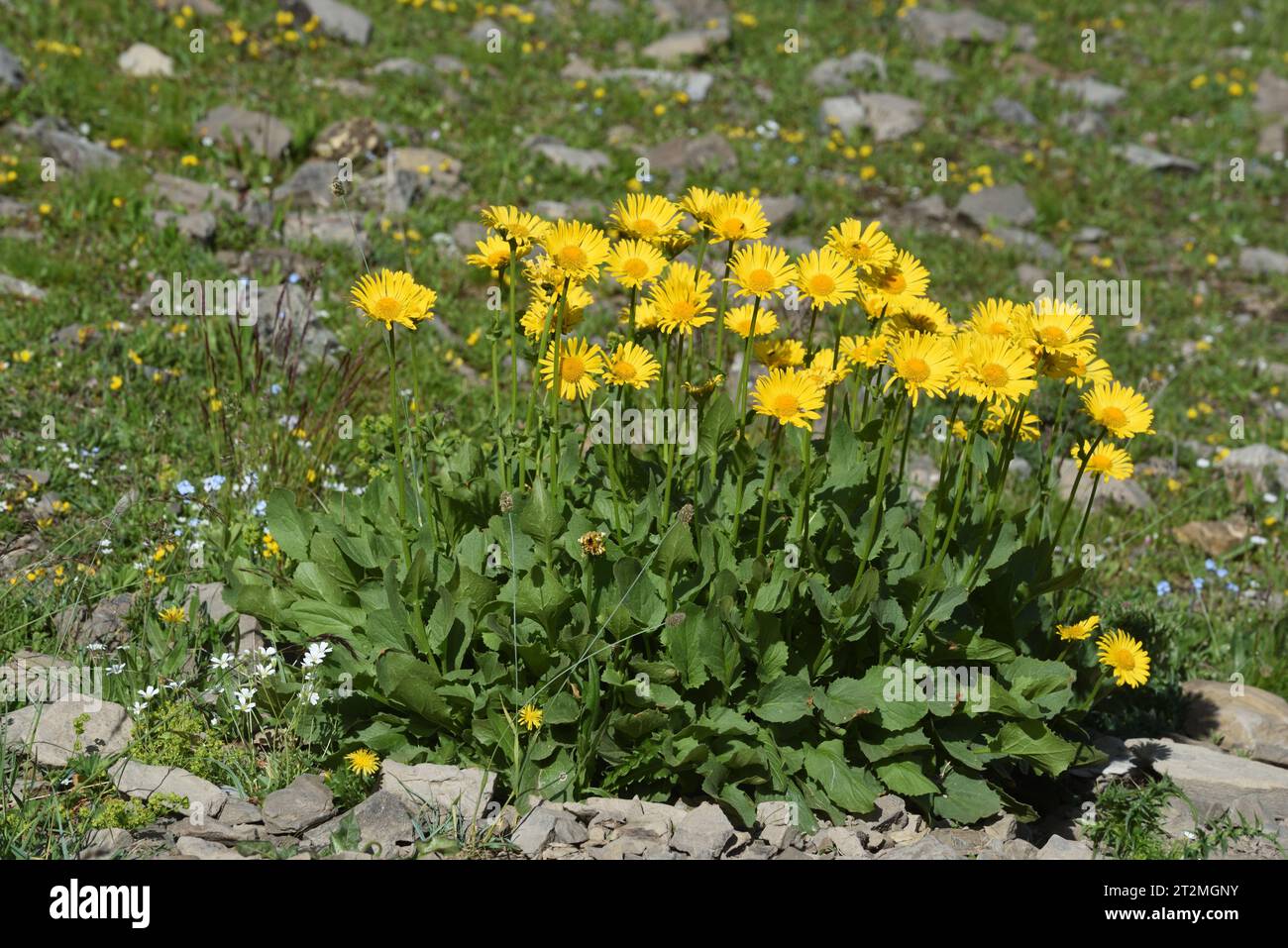 Klumpen der Gelben Leopardenbane, Doronicum grandiflorum, in der Familie der Asteraceae. Stockfoto