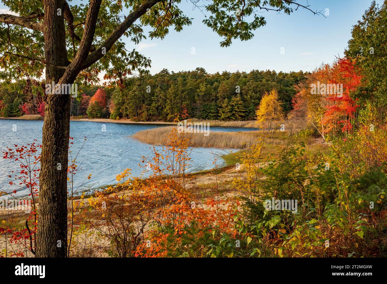 Herbstfarben bei Gate 35 im Quabbin Reservoir Stockfoto