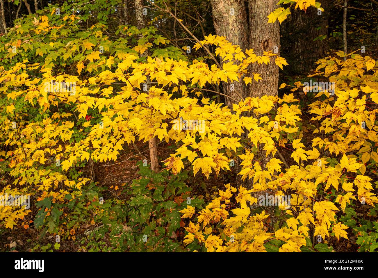 Herbstfarben bei Gate 35 im Quabbin Reservoir Stockfoto