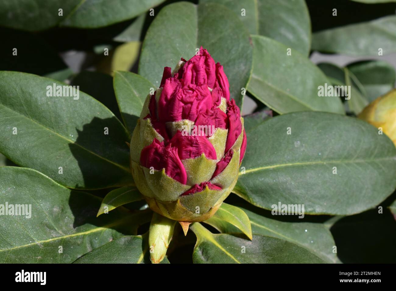 Rhododendro Stockfoto