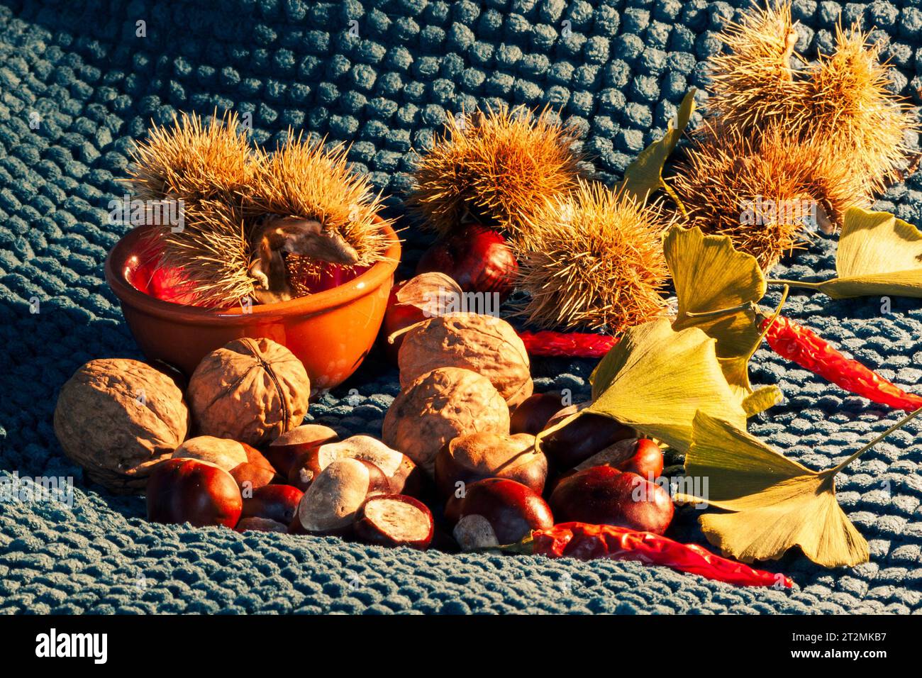 Herbstliche Stillleben-Komposition mit gelben Blättern, roten Chilis, Kastanien, Walnüssen, stacheligen Kastanien und rustikalem Orangentopf Stockfoto