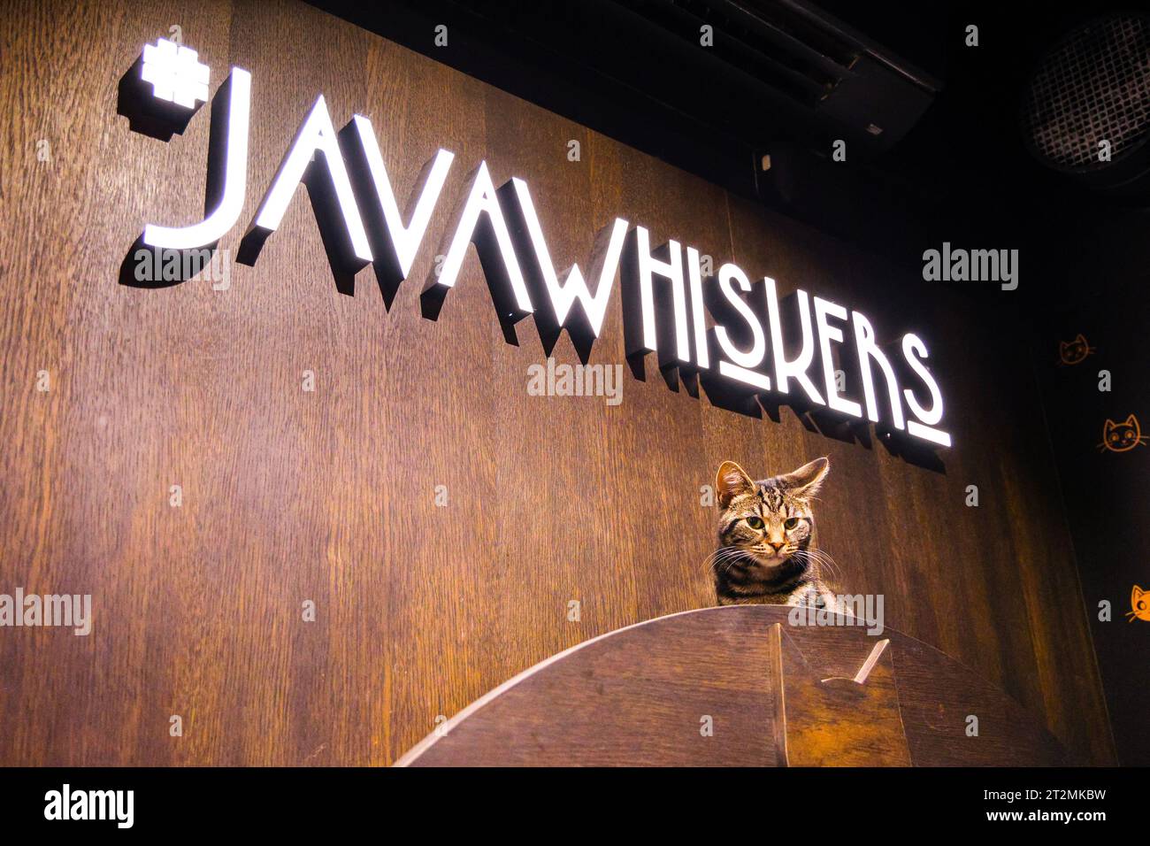 Cat in der Java Whiskers Kitten Lounge in Marylebone, London, England Stockfoto
