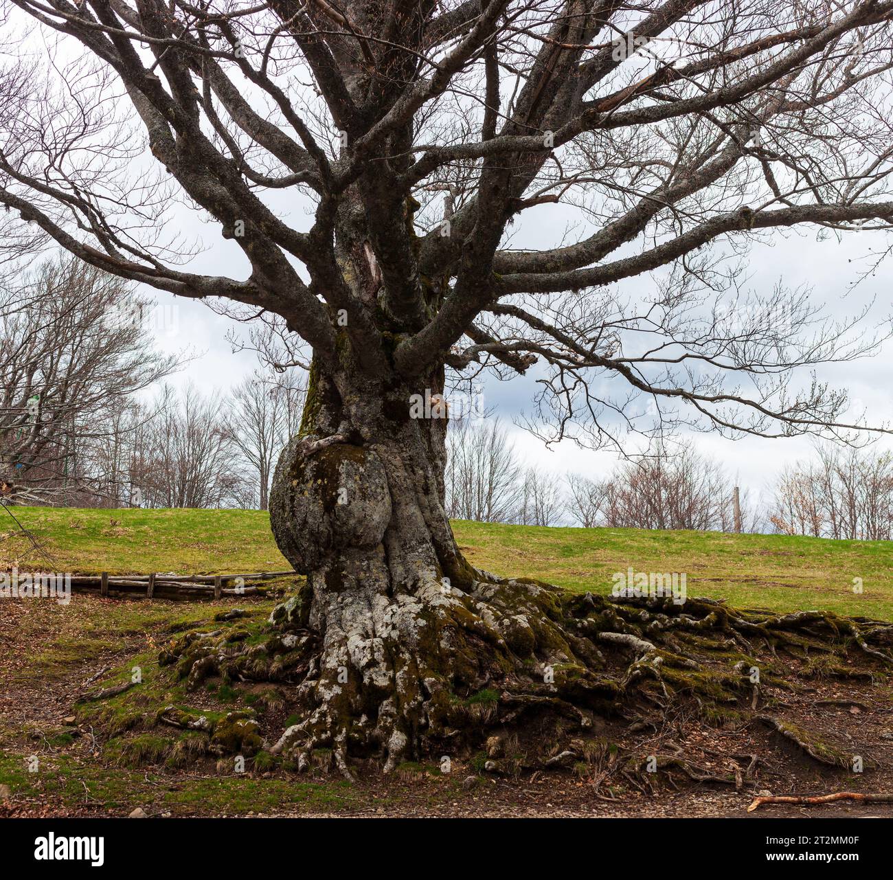 Großer Baum des Calamone-Sees. Nationalpark von Appennino Tosco-Emiliano Stockfoto