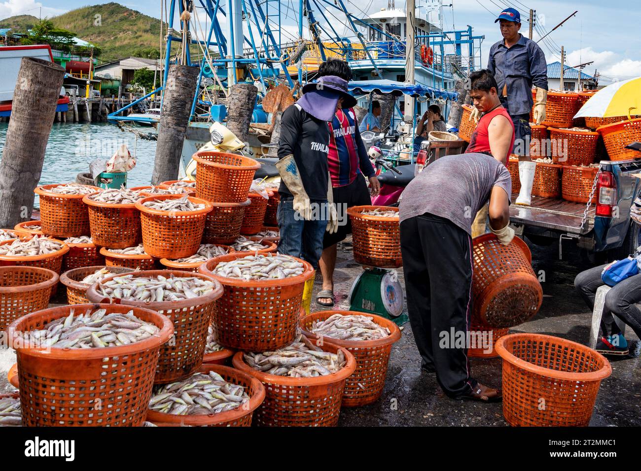 Samaesan Fischerdorf, Thailand, 1. September 2023: Arbeiter entladen Fische von einem nahe gelegenen Fischerboot in Körbe und stapeln sie für potenzielle Käufer Stockfoto