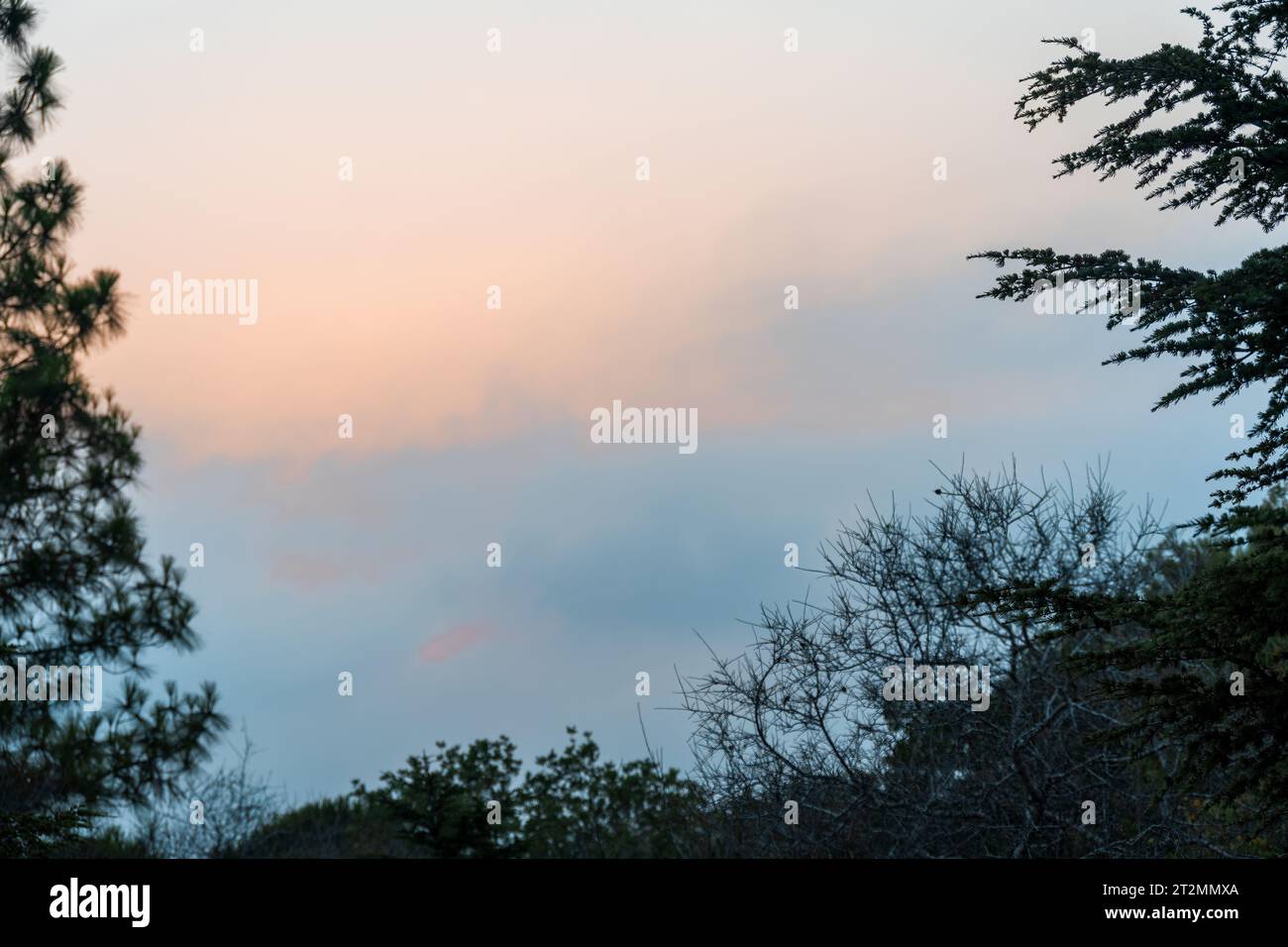 Silhouette von Bäumen bei Sonnenuntergang. Kopierbereich. Stockfoto