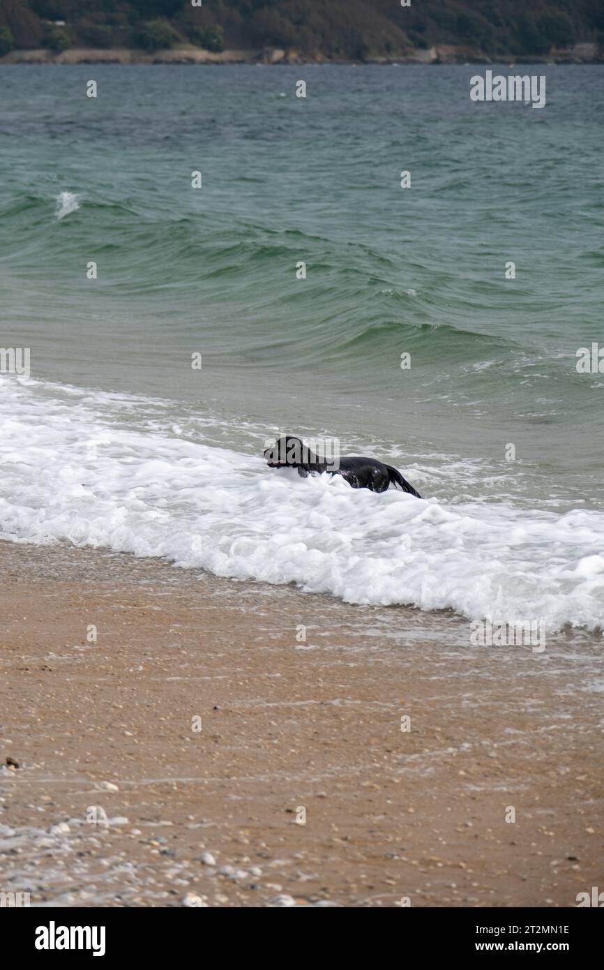 Black Retriever spielt im Meer am Gyllyngvase Beach, Falmouth Stockfoto