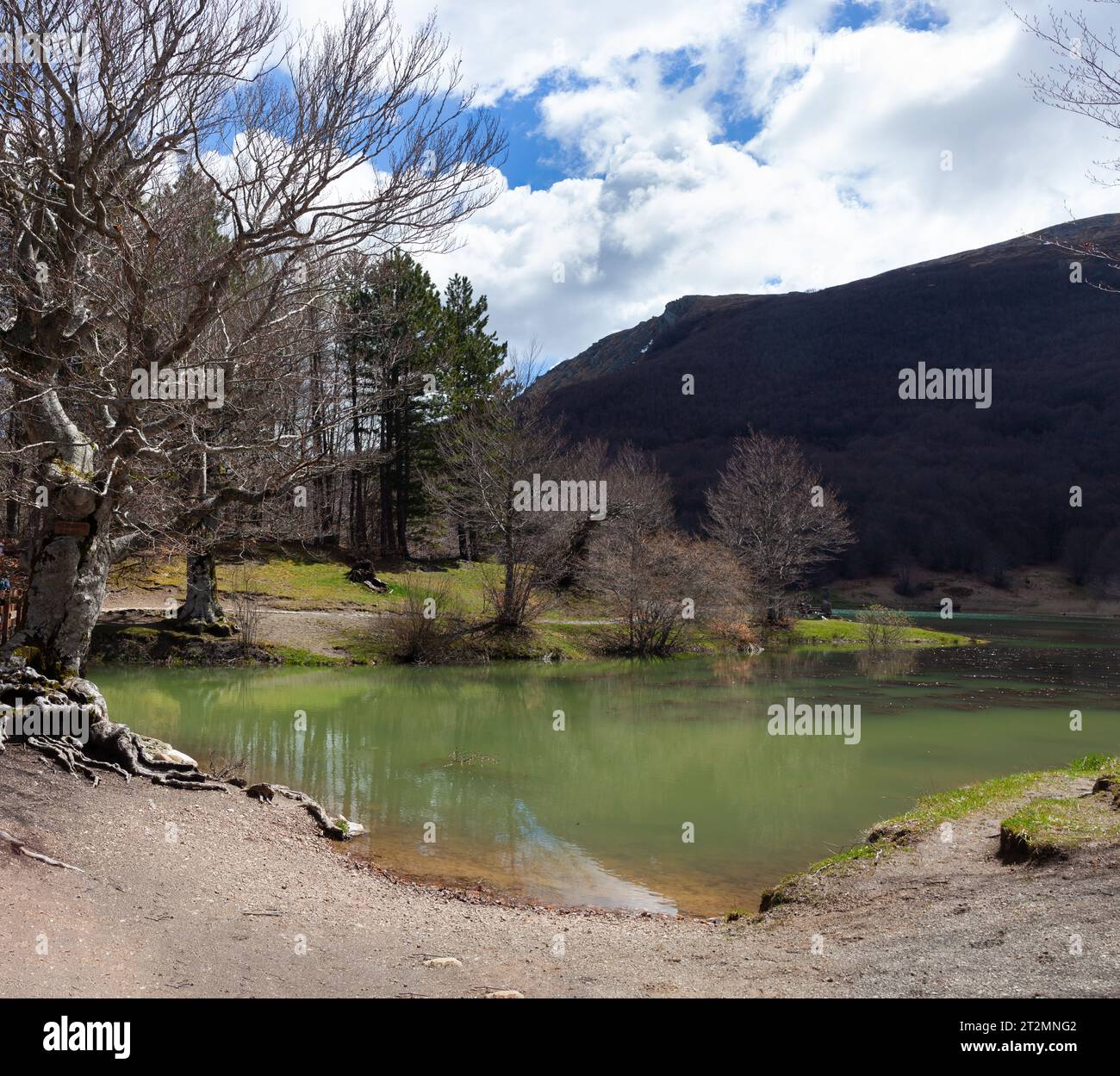Großer Baum des Calamone-Sees. Nationalpark von Appennino Tosco-Emiliano Stockfoto