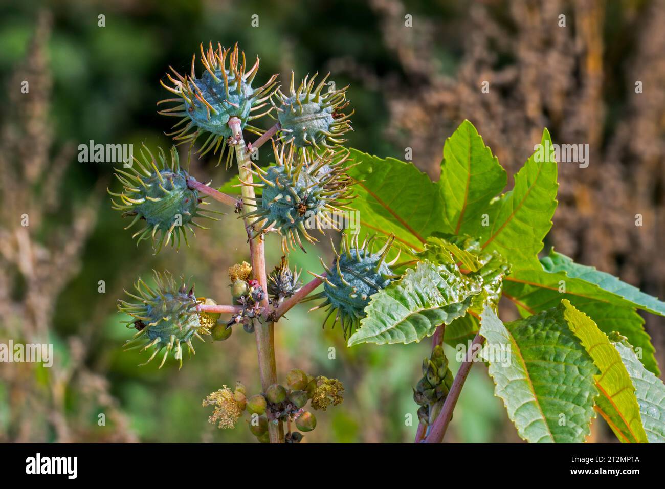 Rizinusbohnen-/Rizinusölpflanze (Ricinus communis), Nahaufnahme von Samenkapseln / Früchten und Blättern im Herbst, heimisch im Mittelmeer, Afrika und Indien Stockfoto
