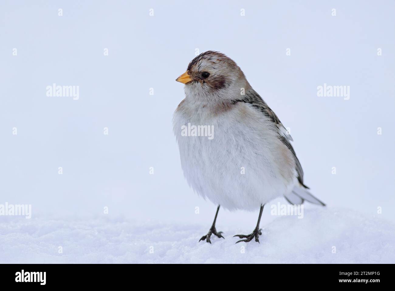 Schneehähnen (Plectrophenax nivalis insulae / Emberiza nivalis) im Wintergefieder im Schnee Stockfoto