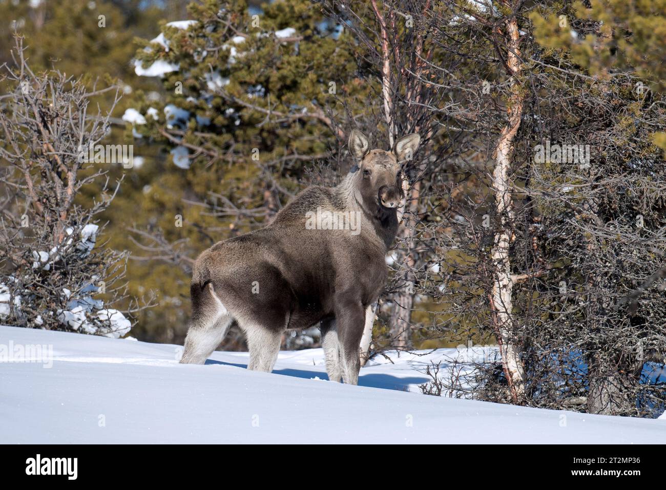 Elche / Elche (Alces alces) Kälber auf der Suche in der Taiga im Schnee im Winter, Schweden, Skandinavien Stockfoto