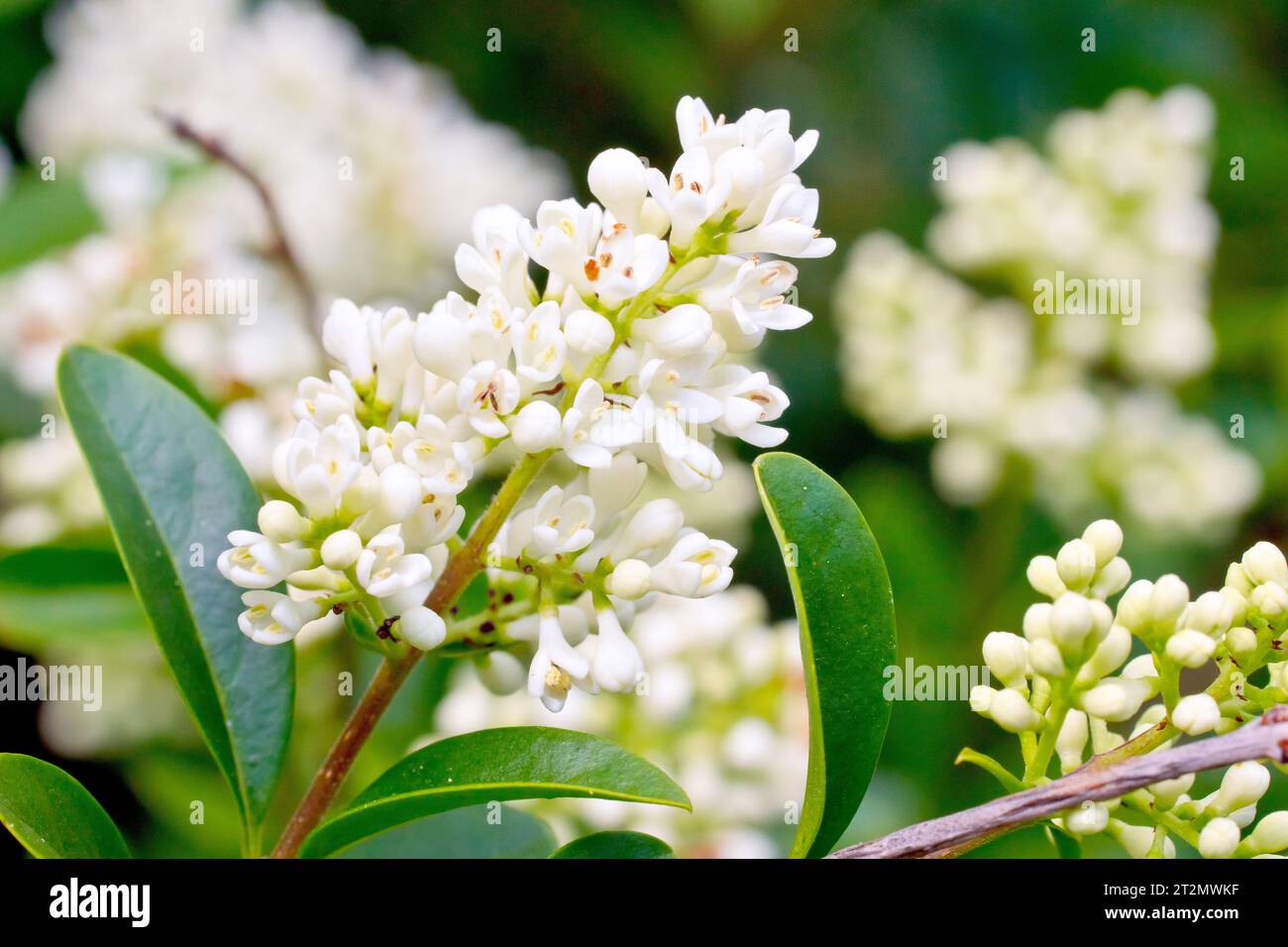 Gemeiner Privet (ligustrum vulgare), Nahaufnahme mit einem Dorn der duftenden weißen Blüten, die der Sträucher zu Beginn des Sommers in Hülle und Fülle produziert. Stockfoto