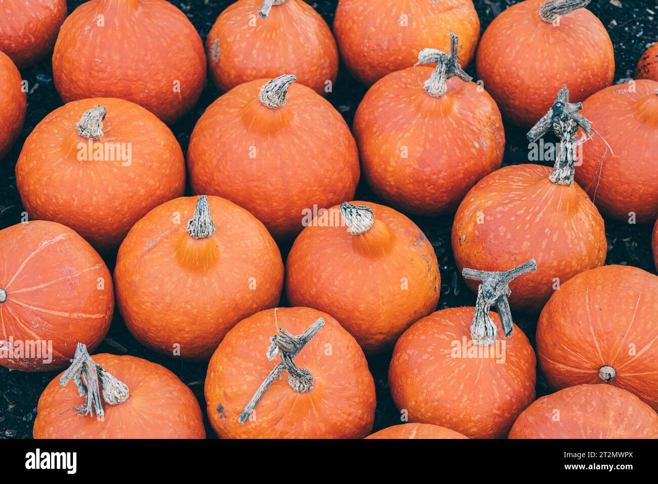 Halloween-Kürbisse Stockfoto