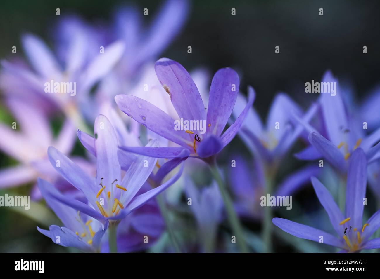 Colchicum (oder Herbstkrokus) ist eine mehrjährige Blüte, die aus knollenartigen Zwiebeln wächst. Sie gehört zur botanischen Familie der Colchicaceae Stockfoto