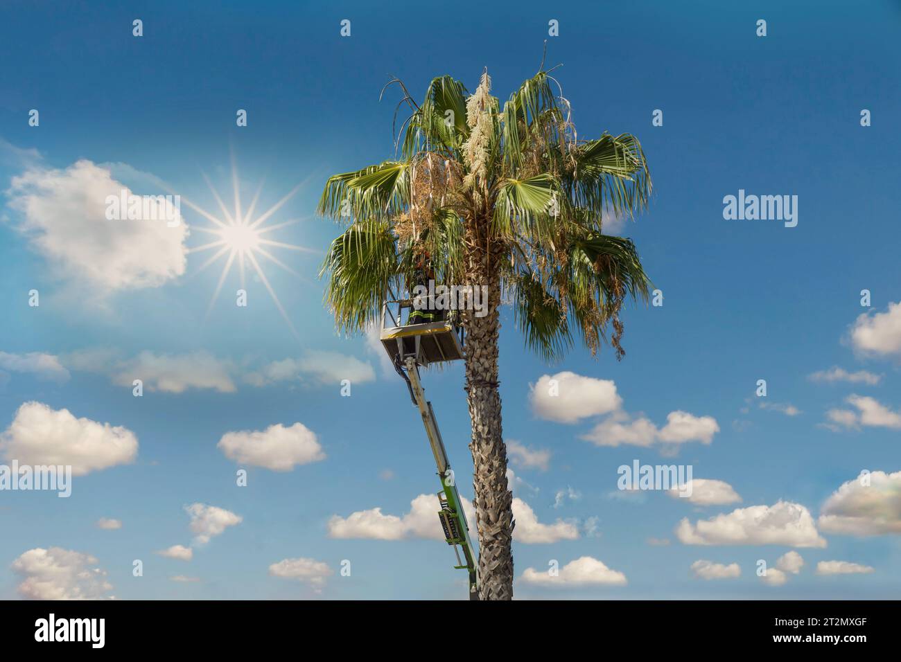 Miami-Mann, der Palmen hoch oben in einem Kirschpflücker schneidet Stockfoto