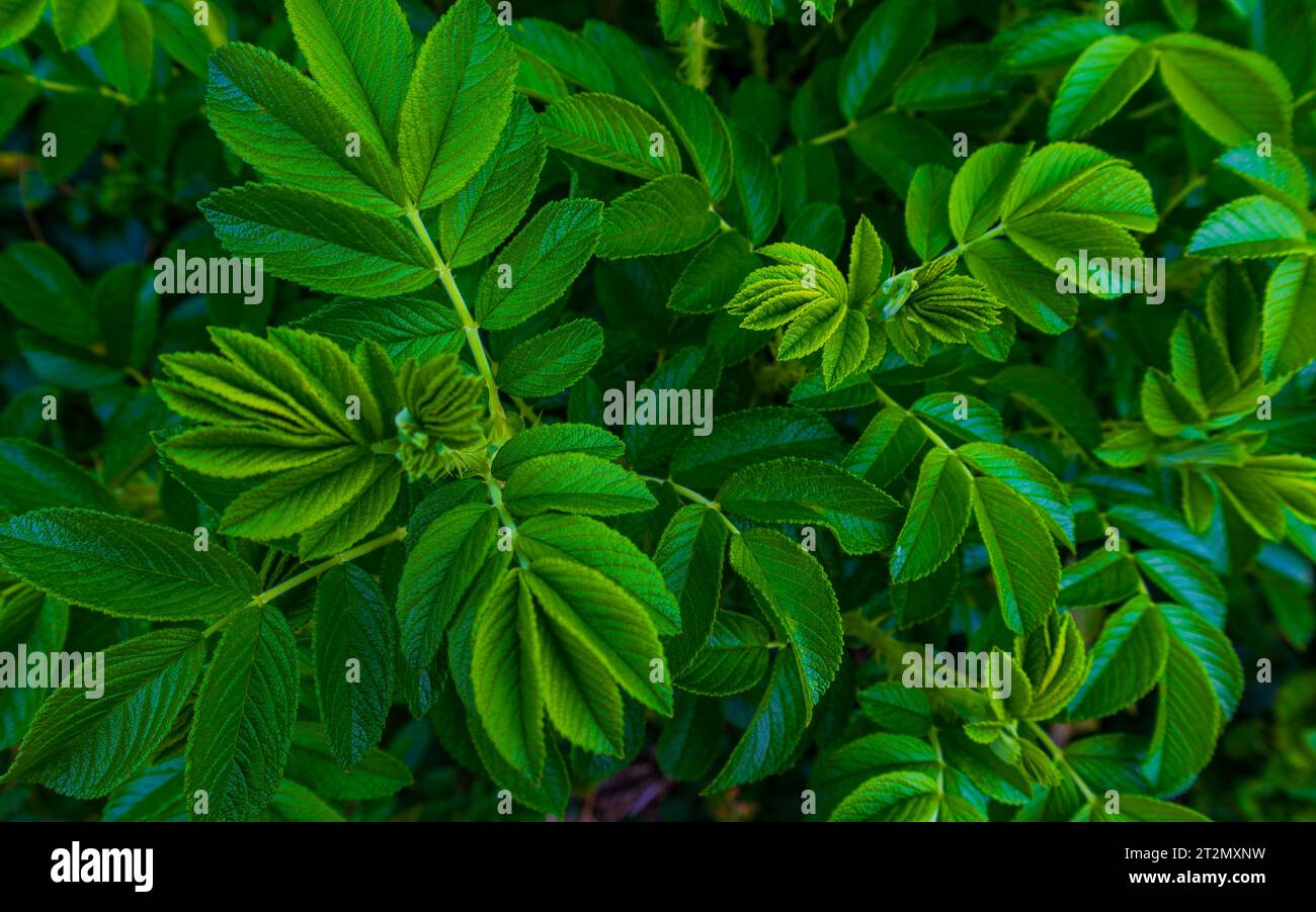 Leuchtend grüne Blätter Stockfoto