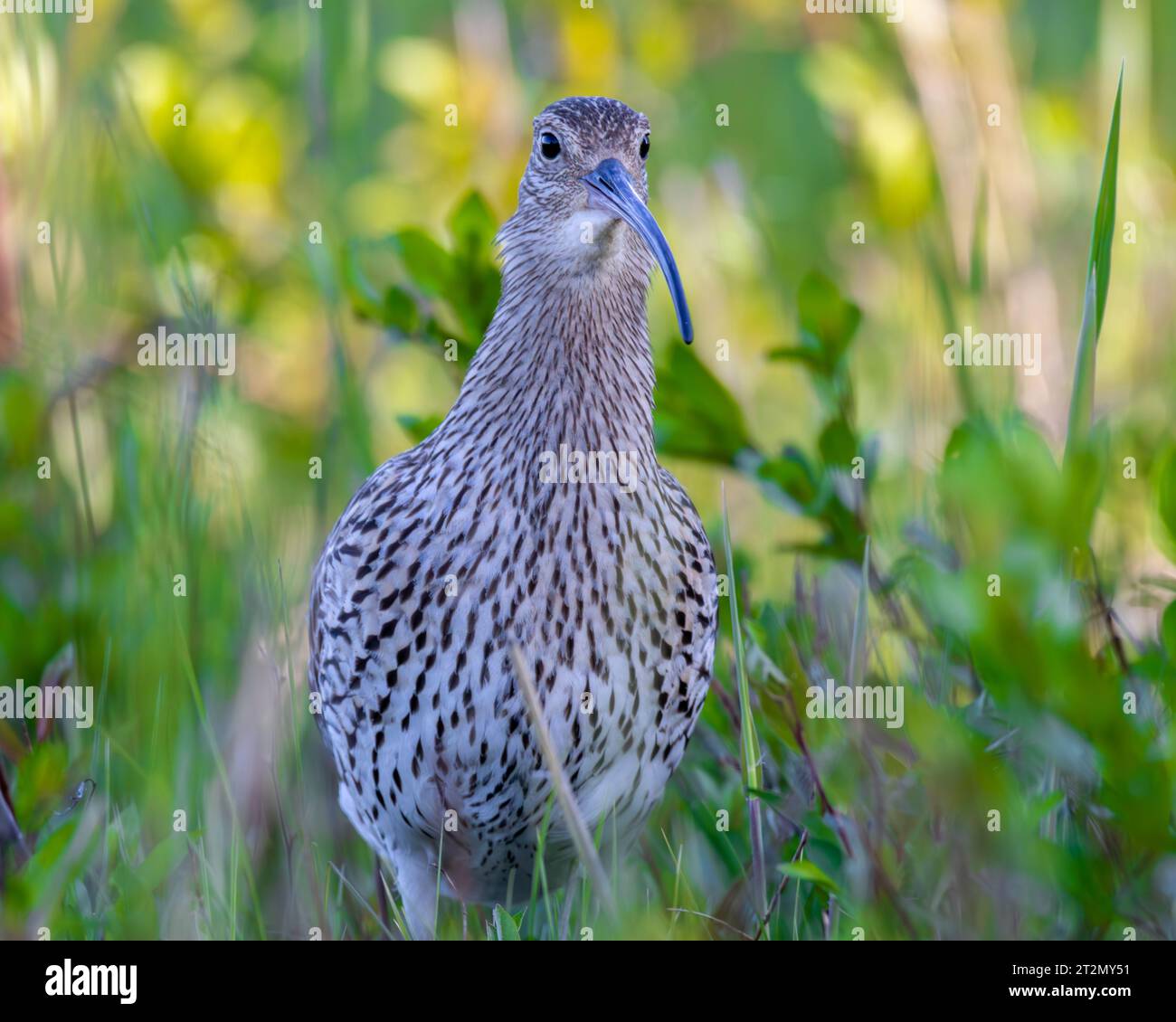 Eurasischer Brachvogel aus nächster Nähe mit grünem, verschwommenem Hintergrund Stockfoto