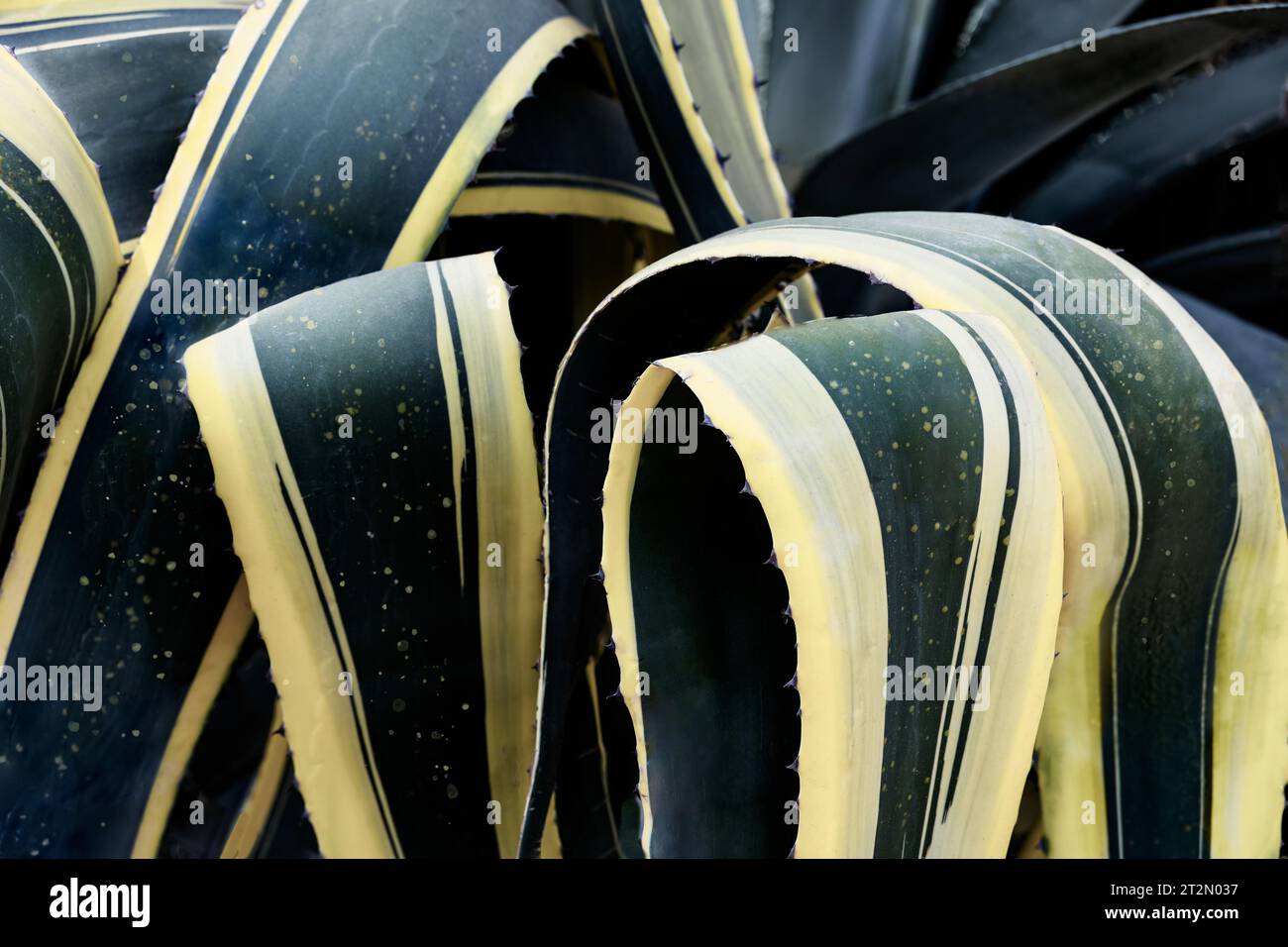 Agave-Century-Pflanze in Tel Aviv, Israel. Immergrüner Kakteen saftig mit riesigen grünen Blättern, gelben gezackten Kanten. Nahaufnahme. Stockfoto