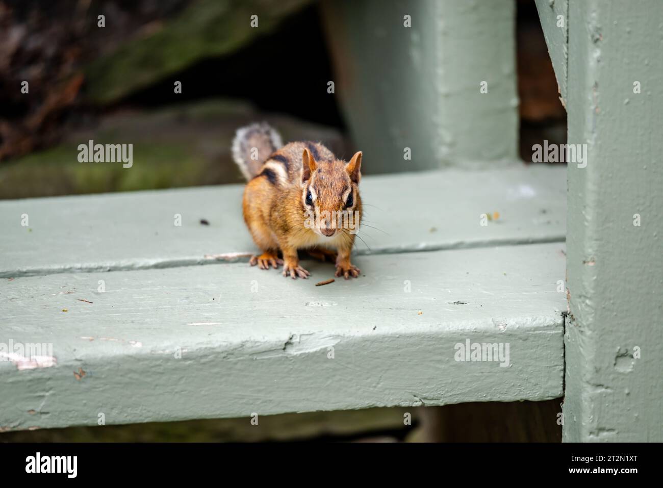 Close-up Chipmunk spielt im Haus herum Stockfoto