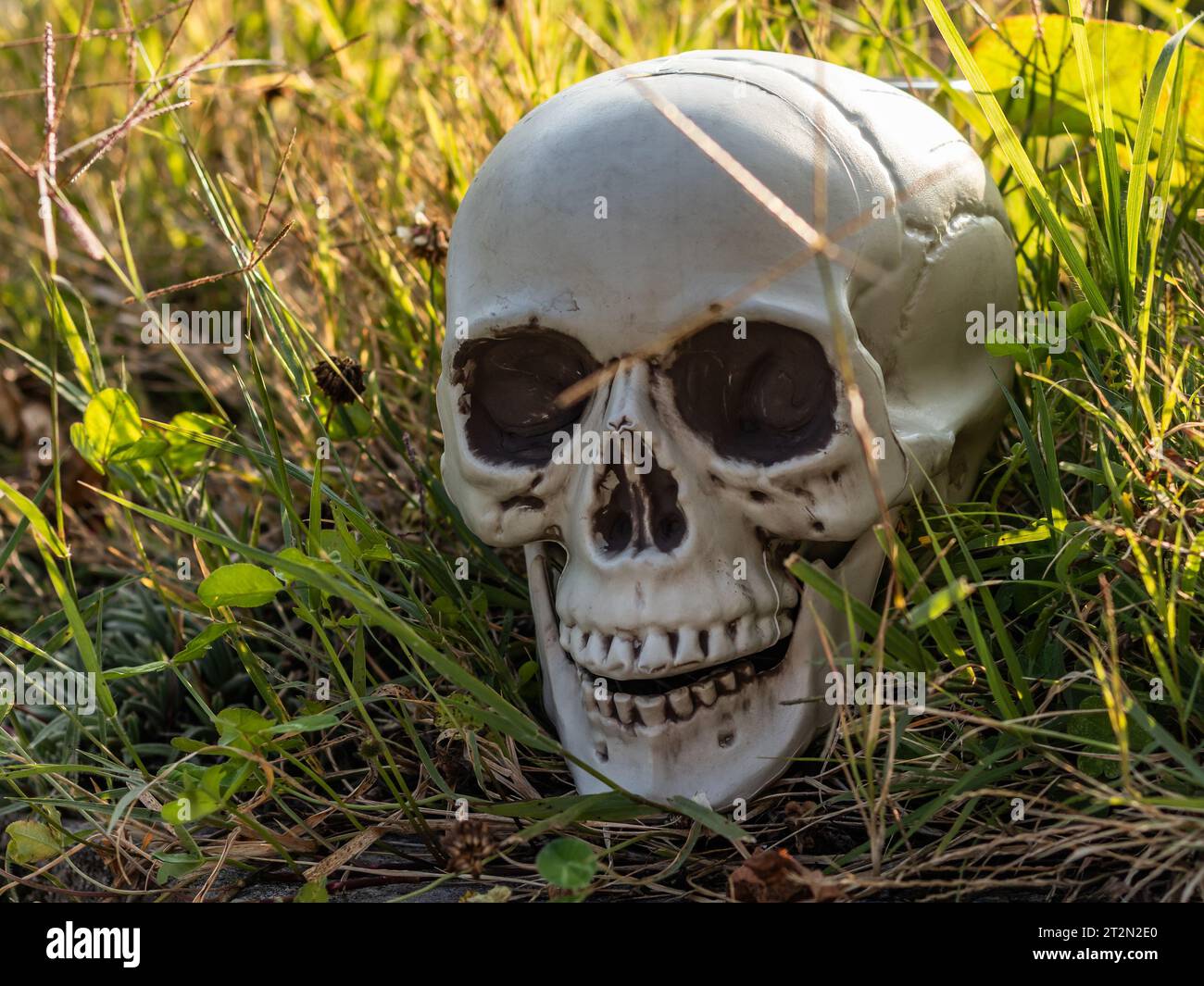 Ein gruseliger Plastikschädel, der im Gras lauert und eine schaurige Szene für Halloween-Feierlichkeiten schafft Stockfoto