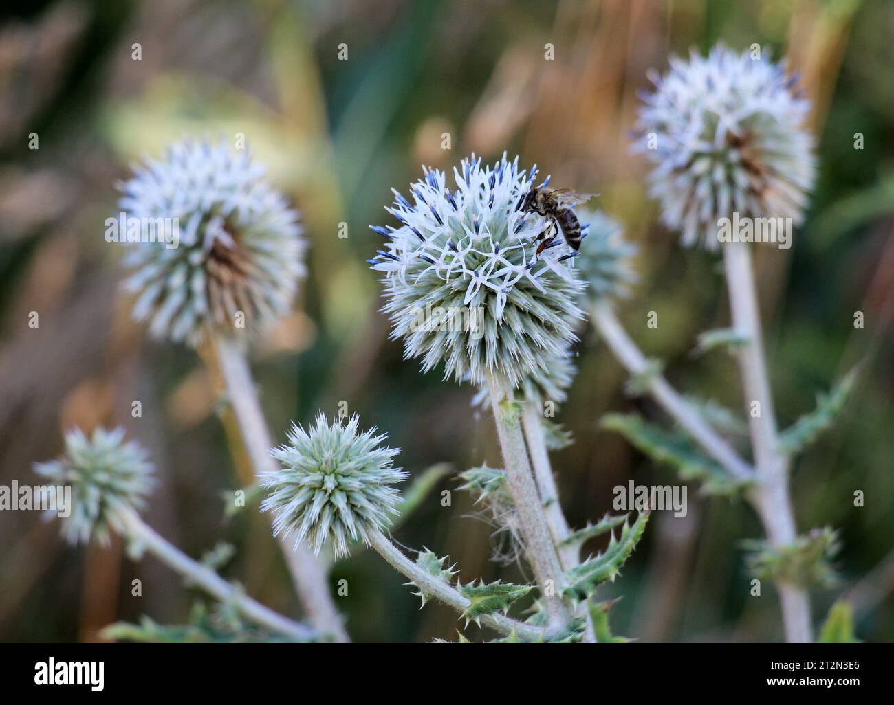 In freier Wildbahn blüht die Honigpflanze echinops sphaerocephalus Stockfoto