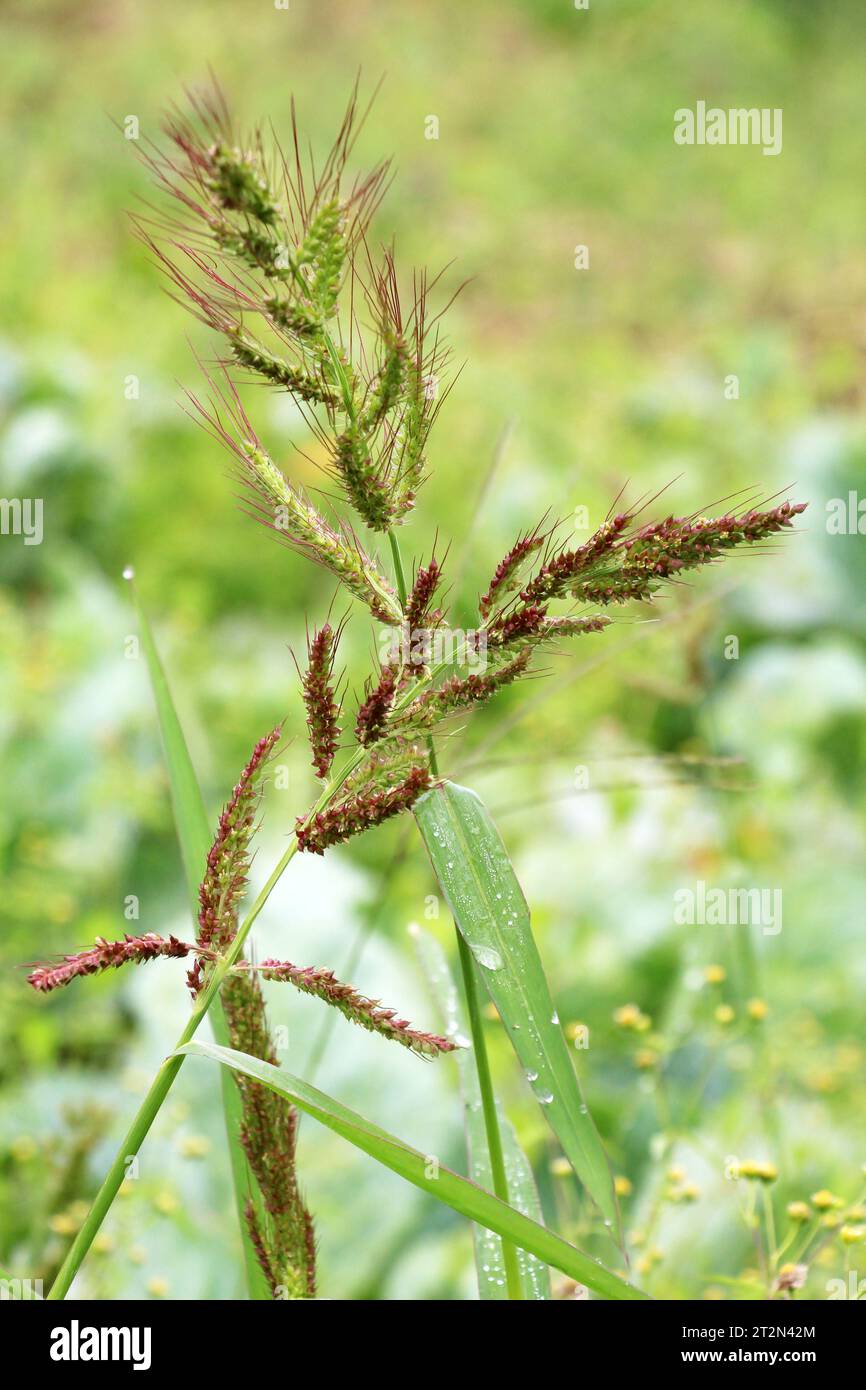 Auf dem Feld, während Unkräuter unter den landwirtschaftlichen Kulturen Echinochloa Crus-galli anbauen Stockfoto