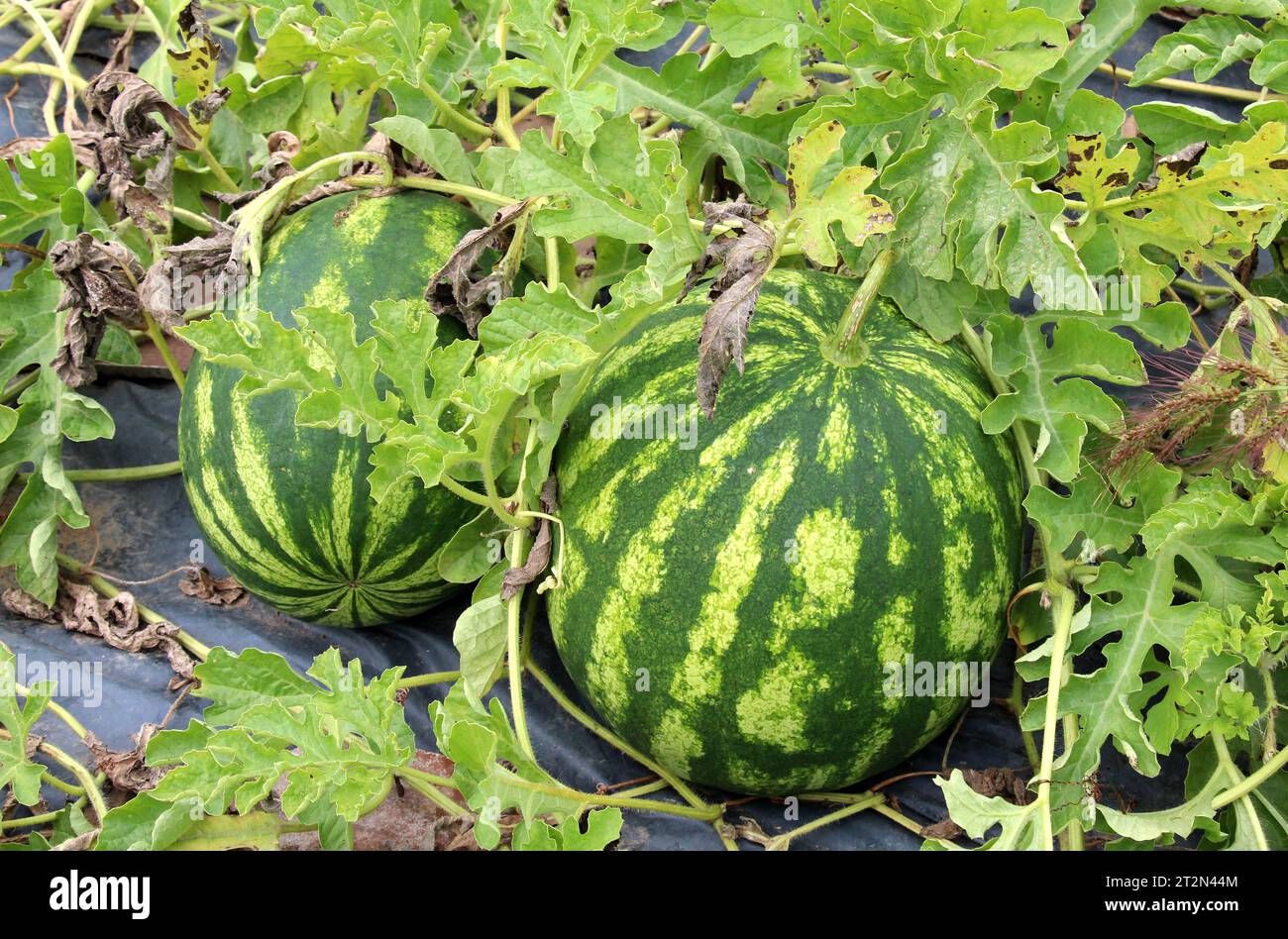 Auf dem Feld reifen Wassermelonen im Freiland Stockfoto