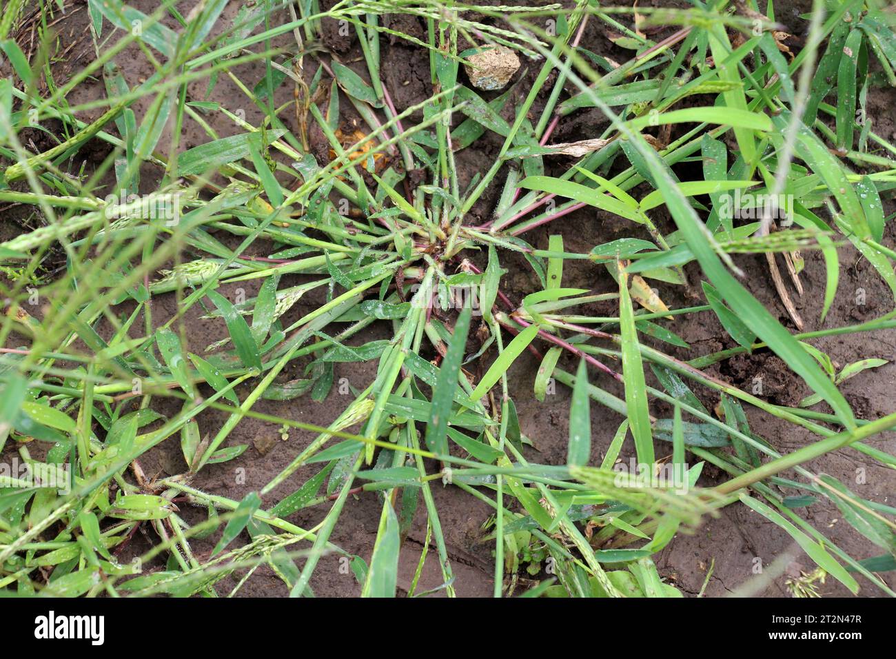 In der Wildnis wächst Digitaria sanguinalis auf dem Feld wie ein Unkraut Stockfoto