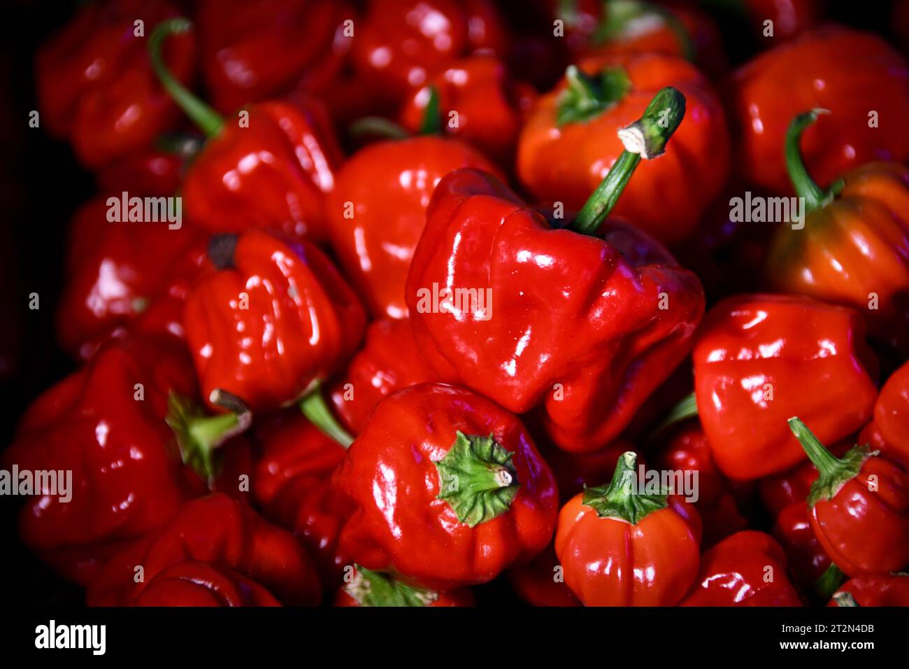 Hot Chili Stockfoto