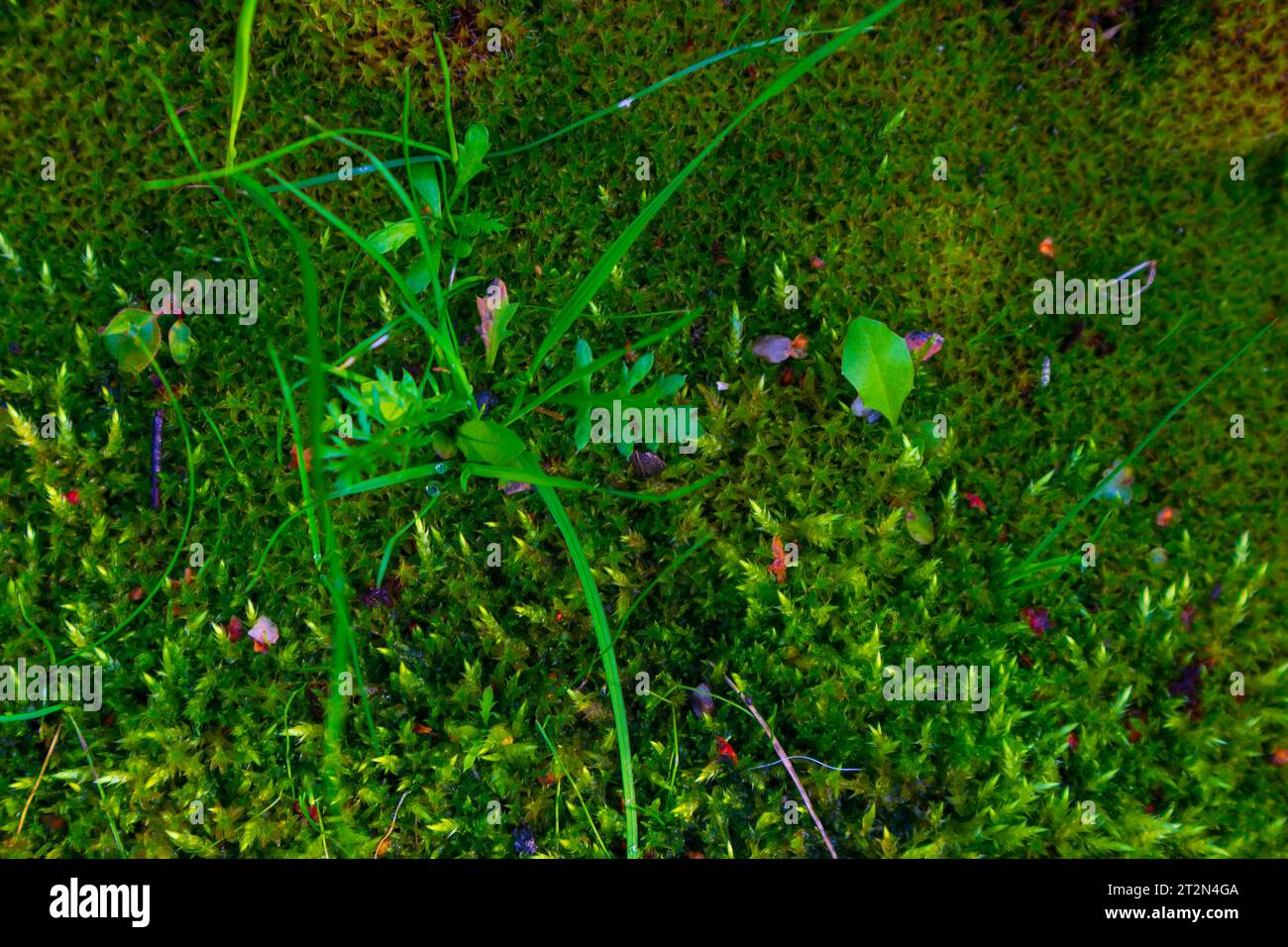 Blumen im Garten Stockfoto