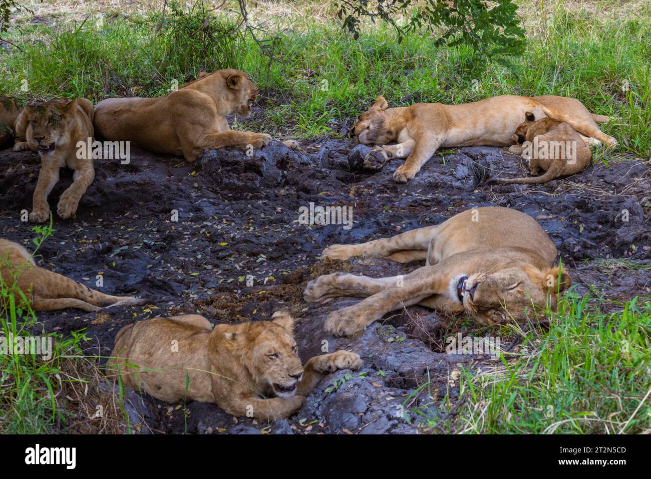 Eine Familie von Löwen und Löweninnen mit einem Jungtier unter einem Baum im Selous Game Reserve in Tansania Stockfoto