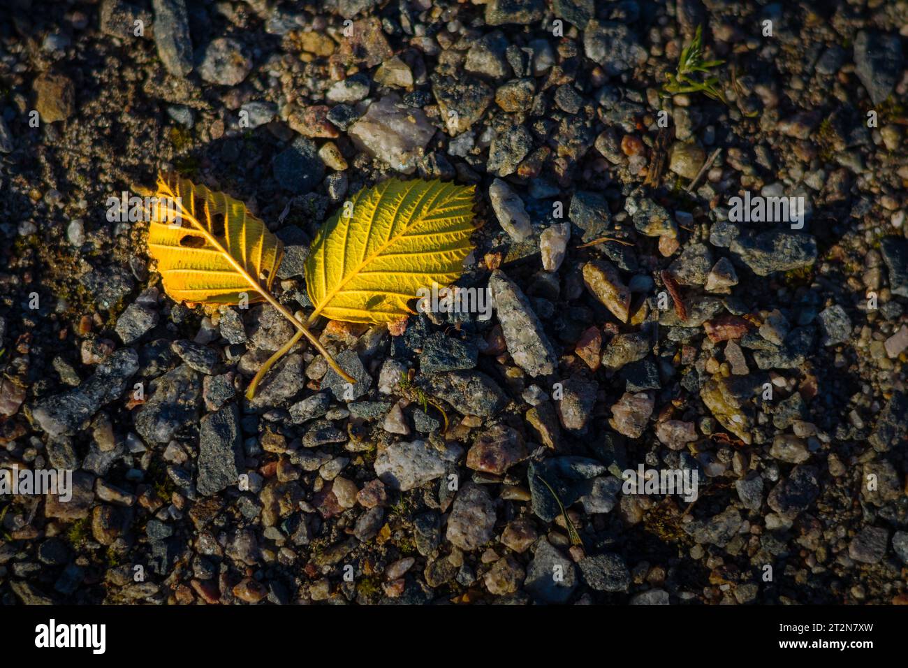 Zwei Herbstblätter auf dem Boden Stockfoto