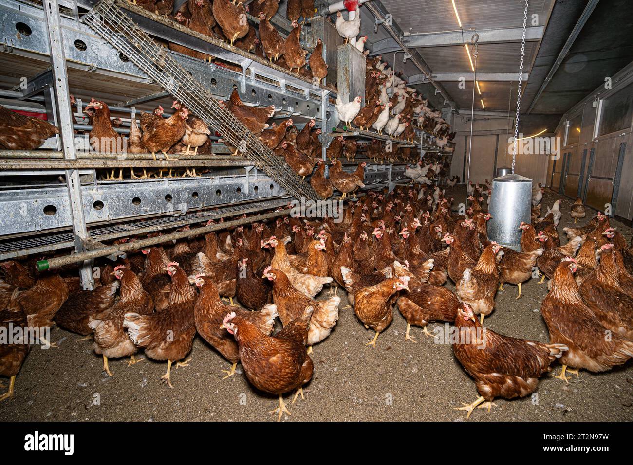 MOBILER Hühnerstall von innen mit vielen braunen Legehennen, landwirtschaftliches Symbolfoto. Besuch bei einem Direktvermarkter von frischen Hühnereiern. Die Hühner werden teilweise in einem Hühnermobil aber auch in einem großräumig umgebauten Freilandstall gehalten und haben tagsüber viel Auslauf auf umliegenden Weideflächen. Einblick gibt es auch in den mobilen Hühnerstall und der Verpackung der frisch gelegten Eier per Handarbeit. Raum Minden-Lübbecke NRW Deutschland *** mobiler Hühnerstall von innen mit vielen braunen Legehennen, landwirtschaftliches Symbol Fotobesuch bei einem Direktvermarkter von Stockfoto