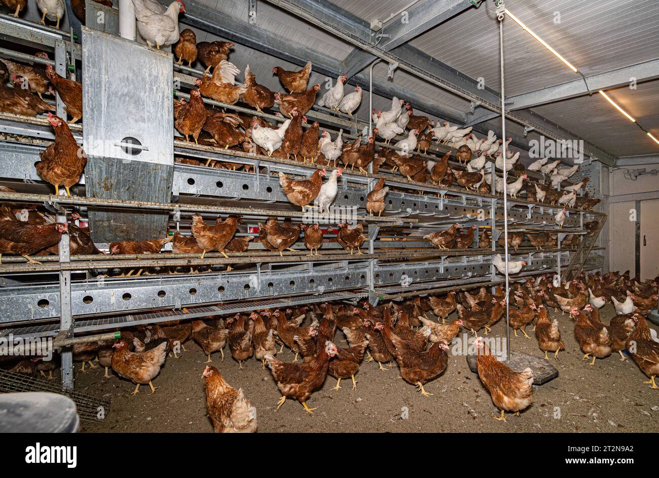MOBILER Hühnerstall von innen mit vielen braunen Legehennen, landwirtschaftliches Symbolfoto. Besuch bei einem Direktvermarkter von frischen Hühnereiern. Die Hühner werden teilweise in einem Hühnermobil aber auch in einem großräumig umgebauten Freilandstall gehalten und haben tagsüber viel Auslauf auf umliegenden Weideflächen. Einblick gibt es auch in den mobilen Hühnerstall und der Verpackung der frisch gelegten Eier per Handarbeit. Raum Minden-Lübbecke NRW Deutschland *** mobiler Hühnerstall von innen mit vielen braunen Legehennen, landwirtschaftliches Symbol Fotobesuch bei einem Direktvermarkter von Stockfoto