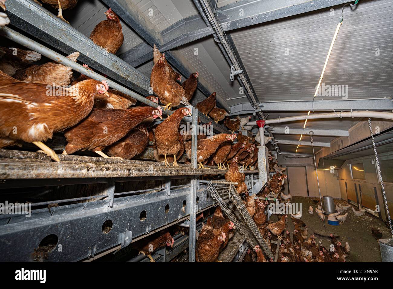 MOBILER Hühnerstall von innen, Hühner sitzt gerne oben auf der Stalleinrichtung - Symbolfoto. Besuch bei einem Direktvermarkter von frischen Hühnereiern. Die Hühner werden teilweise in einem Hühnermobil aber auch in einem großräumig umgebauten Freilandstall gehalten und haben tagsüber viel Auslauf auf umliegenden Weideflächen. Einblick gibt es auch in den mobilen Hühnerstall und der Verpackung der frisch gelegten Eier per Handarbeit. Raum Minden-Lübbecke NRW Deutschland *** mobiler Hühnerstall von innen, Hühner sitzen gerne oben auf der Scheune Ausrüstung Symbol Foto Besuch auf einer direkten m Stockfoto