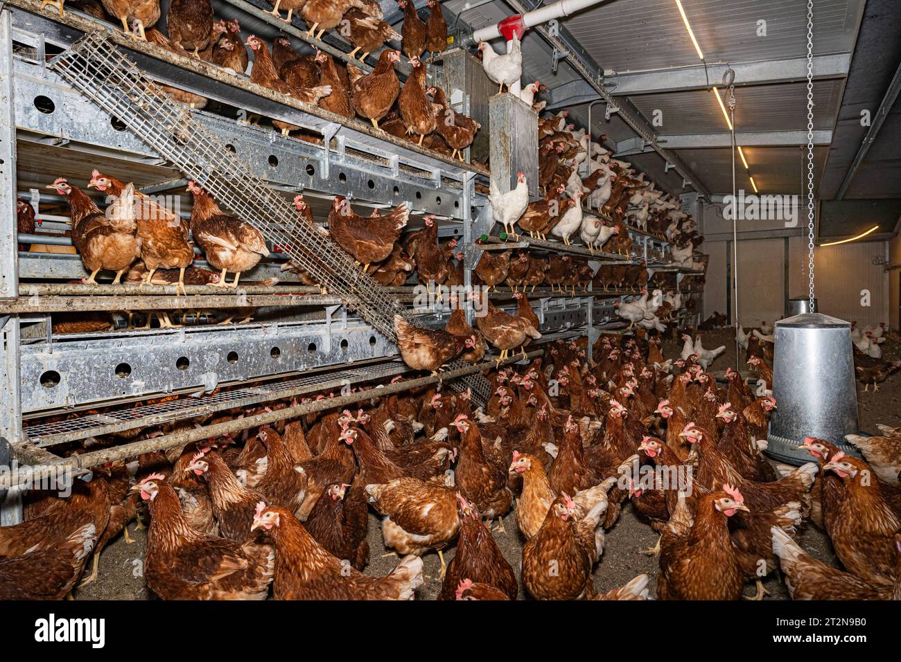 MOBILER Hühnerstall von innen mit vielen braunen Legehennen, landwirtschaftliches Symbolfoto. Besuch bei einem Direktvermarkter von frischen Hühnereiern. Die Hühner werden teilweise in einem Hühnermobil aber auch in einem großräumig umgebauten Freilandstall gehalten und haben tagsüber viel Auslauf auf umliegenden Weideflächen. Einblick gibt es auch in den mobilen Hühnerstall und der Verpackung der frisch gelegten Eier per Handarbeit. Raum Minden-Lübbecke NRW Deutschland *** mobiler Hühnerstall von innen mit vielen braunen Legehennen, landwirtschaftliches Symbol Fotobesuch bei einem Direktvermarkter von Stockfoto