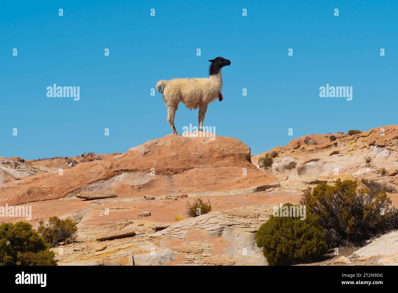 Bolivianischen llama Stockfoto