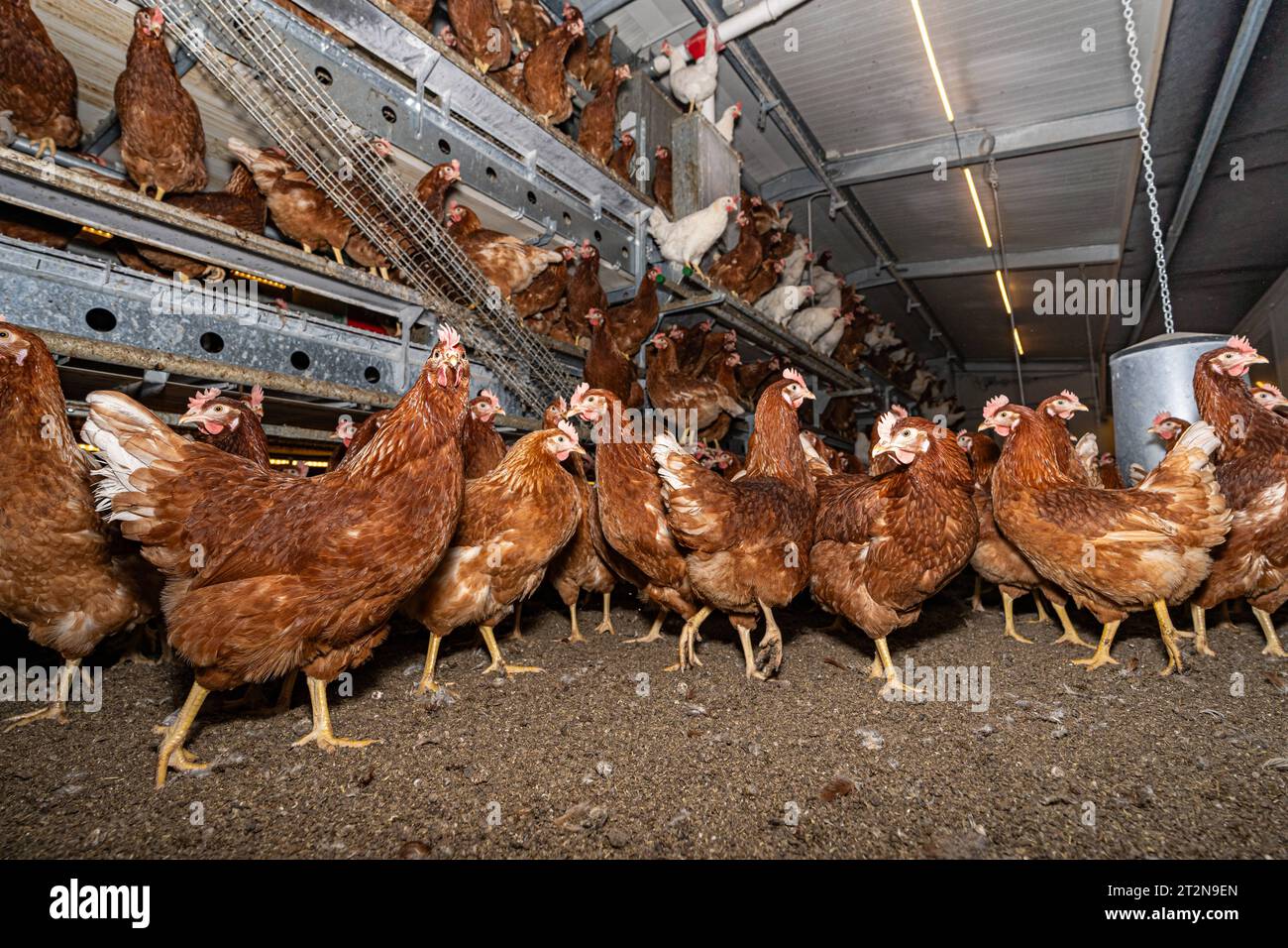 MOBILER Hühnerstall von innen mit vielen braunen Legehennen, landwirtschaftliches Symbolfoto. Besuch bei einem Direktvermarkter von frischen Hühnereiern. Die Hühner werden teilweise in einem Hühnermobil aber auch in einem großräumig umgebauten Freilandstall gehalten und haben tagsüber viel Auslauf auf umliegenden Weideflächen. Einblick gibt es auch in den mobilen Hühnerstall und der Verpackung der frisch gelegten Eier per Handarbeit. Raum Minden-Lübbecke NRW Deutschland *** mobiler Hühnerstall von innen mit vielen braunen Legehennen, landwirtschaftliches Symbol Fotobesuch bei einem Direktvermarkter von Stockfoto