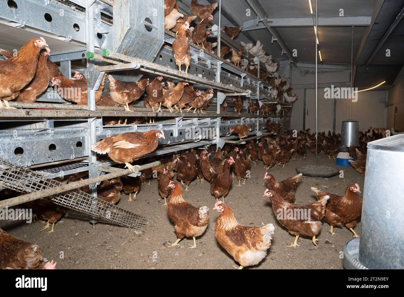 MOBILER Hühnerstall von innen mit vielen braunen Legehennen, landwirtschaftliches Symbolfoto. Besuch bei einem Direktvermarkter von frischen Hühnereiern. Die Hühner werden teilweise in einem Hühnermobil aber auch in einem großräumig umgebauten Freilandstall gehalten und haben tagsüber viel Auslauf auf umliegenden Weideflächen. Einblick gibt es auch in den mobilen Hühnerstall und der Verpackung der frisch gelegten Eier per Handarbeit. Raum Minden-Lübbecke NRW Deutschland *** mobiler Hühnerstall von innen mit vielen braunen Legehennen, landwirtschaftliches Symbol Fotobesuch bei einem Direktvermarkter von Stockfoto