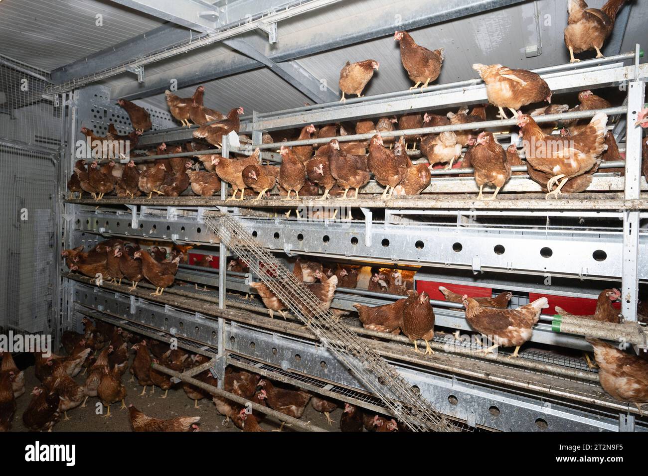 MOBILER Hühnerstall von innen, Hühner sitzt gerne oben auf der Stalleinrichtung - Symbolfoto. Besuch bei einem Direktvermarkter von frischen Hühnereiern. Die Hühner werden teilweise in einem Hühnermobil aber auch in einem großräumig umgebauten Freilandstall gehalten und haben tagsüber viel Auslauf auf umliegenden Weideflächen. Einblick gibt es auch in den mobilen Hühnerstall und der Verpackung der frisch gelegten Eier per Handarbeit. Raum Minden-Lübbecke NRW Deutschland *** mobiler Hühnerstall von innen, Hühner sitzen gerne oben auf der Scheune Ausrüstung Symbol Foto Besuch auf einer direkten m Stockfoto