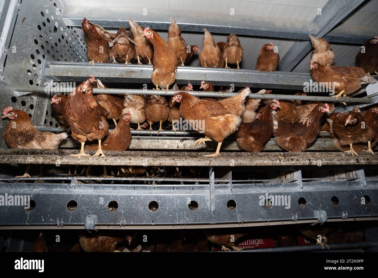 MOBILER Hühnerstall von innen, Hühner sitzt gerne oben auf der Stalleinrichtung - Symbolfoto. Besuch bei einem Direktvermarkter von frischen Hühnereiern. Die Hühner werden teilweise in einem Hühnermobil aber auch in einem großräumig umgebauten Freilandstall gehalten und haben tagsüber viel Auslauf auf umliegenden Weideflächen. Einblick gibt es auch in den mobilen Hühnerstall und der Verpackung der frisch gelegten Eier per Handarbeit. Raum Minden-Lübbecke NRW Deutschland *** mobiler Hühnerstall von innen, Hühner sitzen gerne oben auf der Scheune Ausrüstung Symbol Foto Besuch auf einer direkten m Stockfoto
